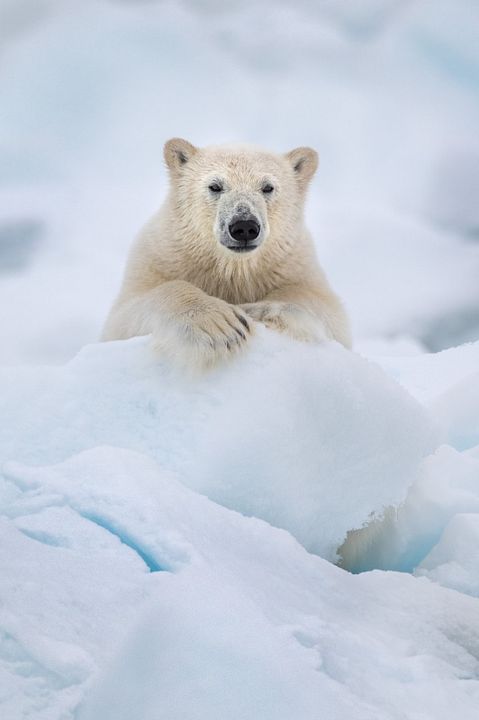 Oso Polar : Foto