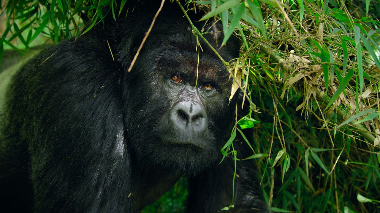 Nuestros grandiosos parques nacionales : Foto