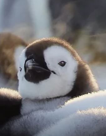 Animales bebés : Póster