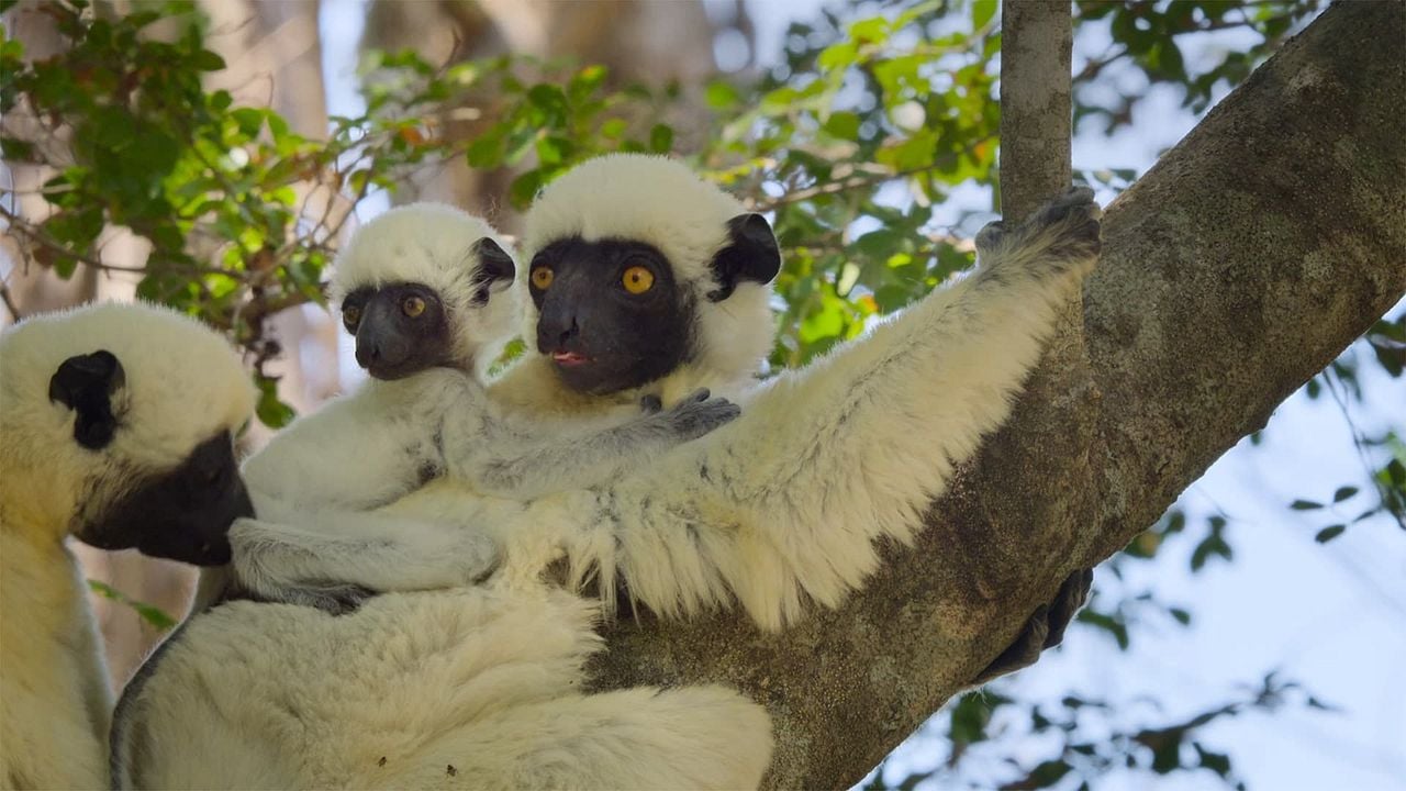 Nuestros grandiosos parques nacionales : Póster