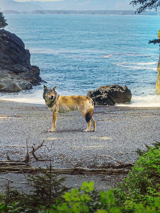 La Isla de los lobos costeros : Póster