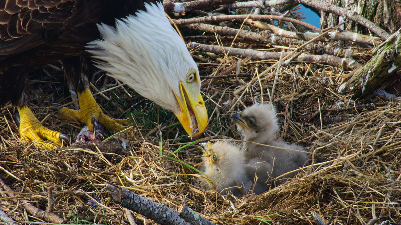 La Isla de los lobos costeros : Foto