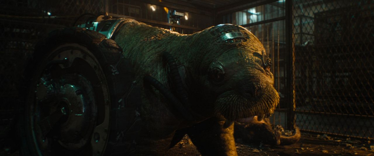 Guardianes de la galaxia Vol. 3 : Foto