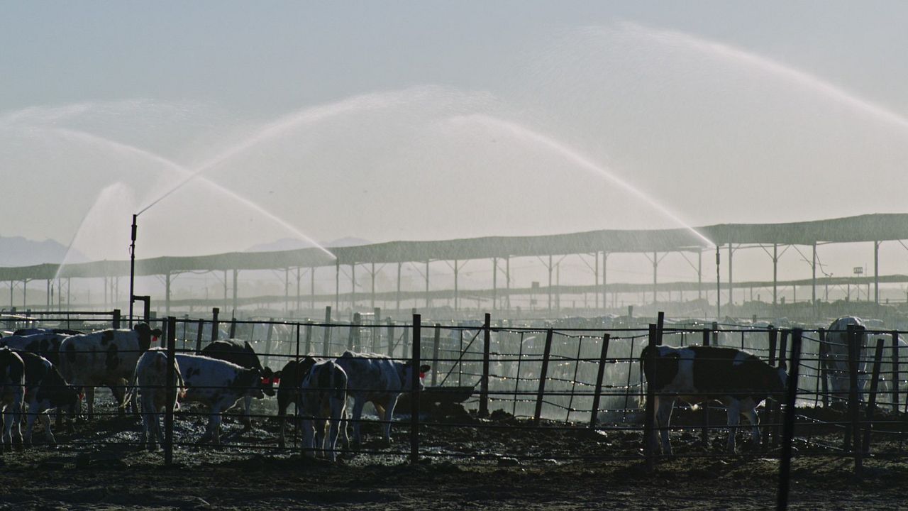 Intoxicación: La cruda verdad sobre nuestra comida : Foto
