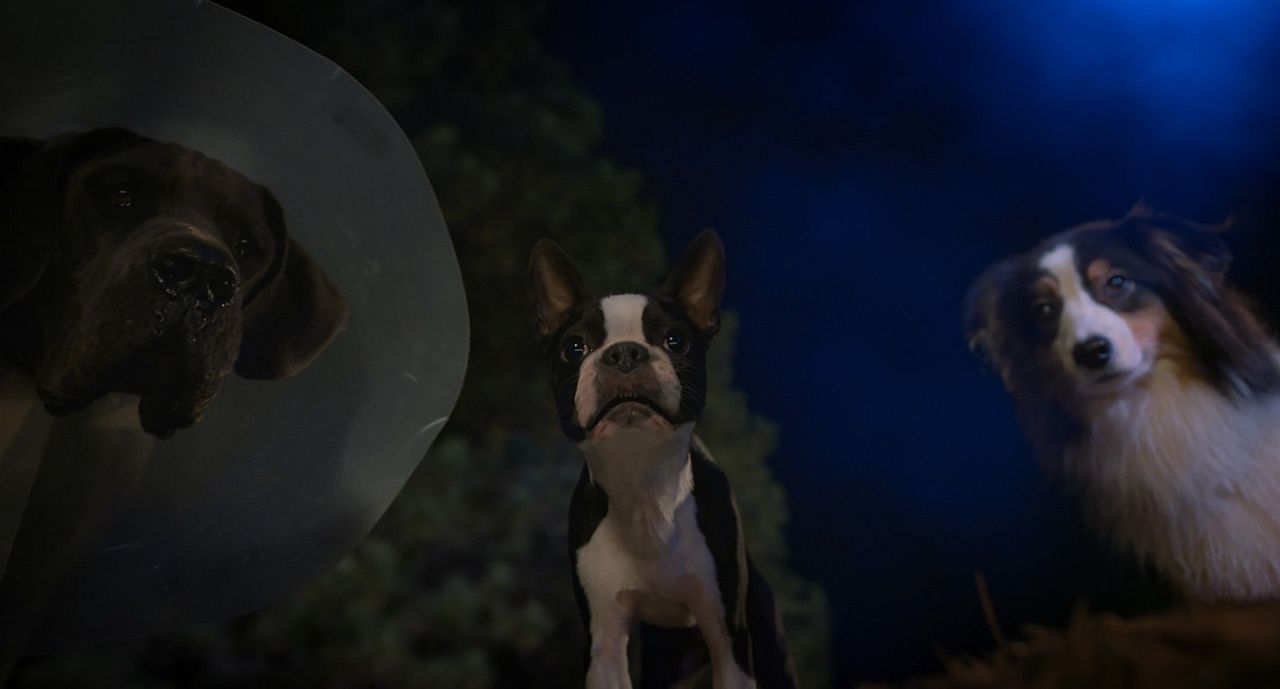 Hijos de perra : Foto