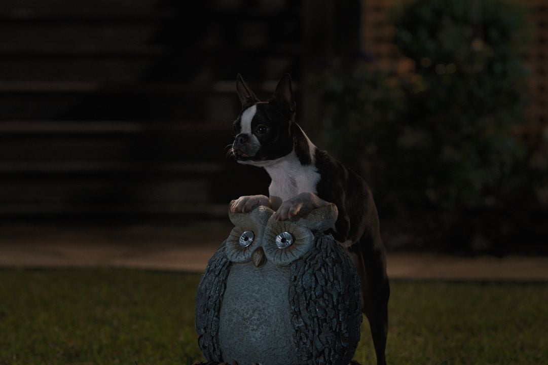 Hijos de perra : Foto