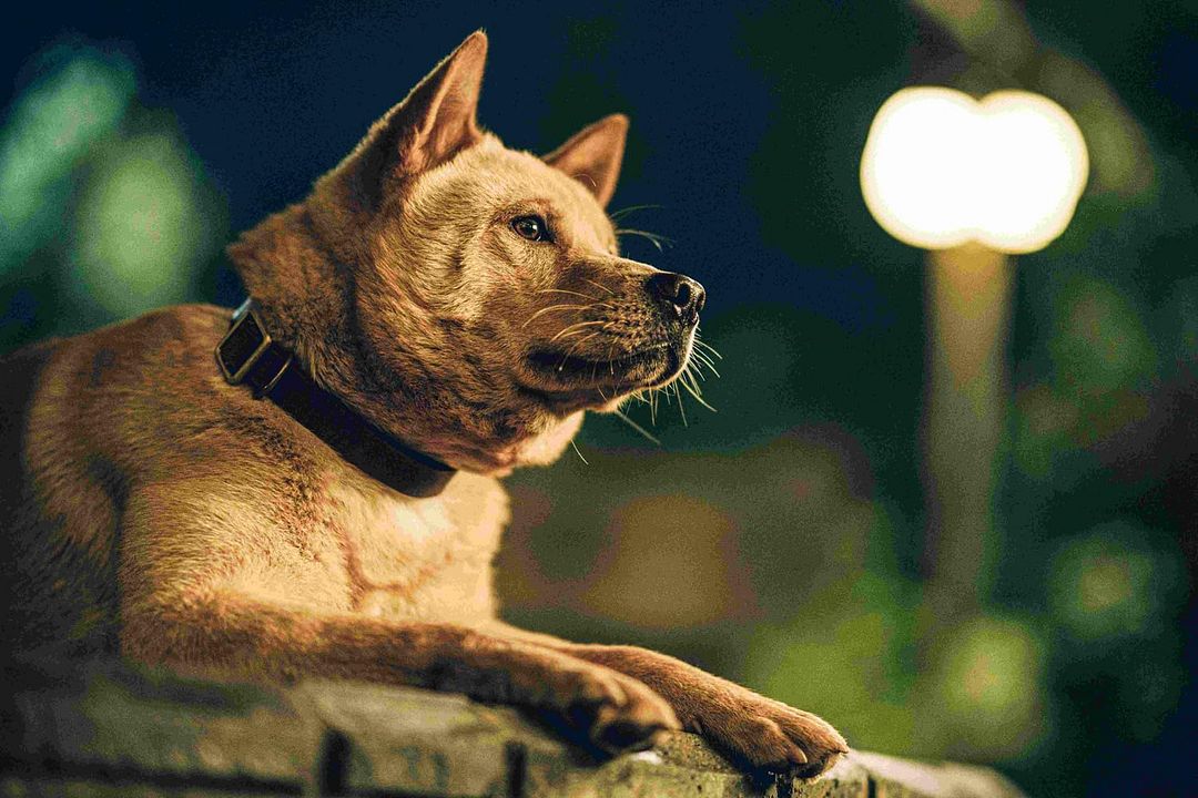 Hachiko: Una historia verdadera : Foto