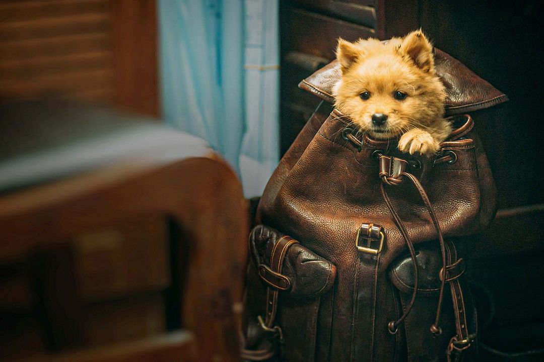 Hachiko: Una historia verdadera : Foto